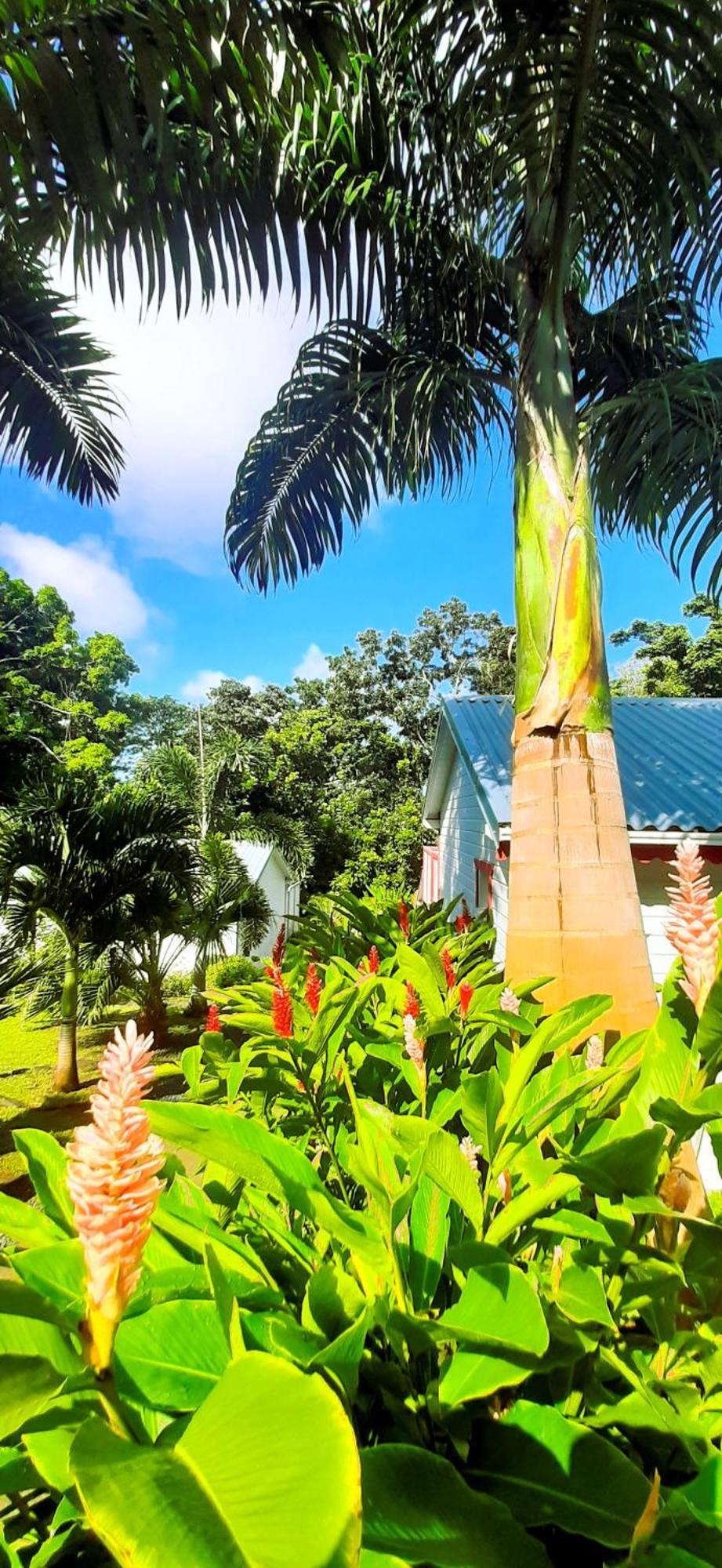 Caraibes Cottage Grenat Piscine Privee 900M De Grande Anse Deshaies Buitenkant foto