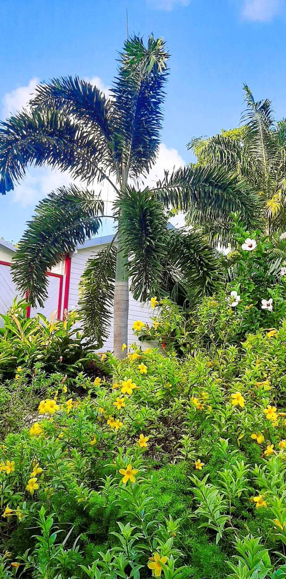 Caraibes Cottage Grenat Piscine Privee 900M De Grande Anse Deshaies Buitenkant foto